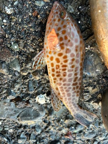 オオモンハタの釣果