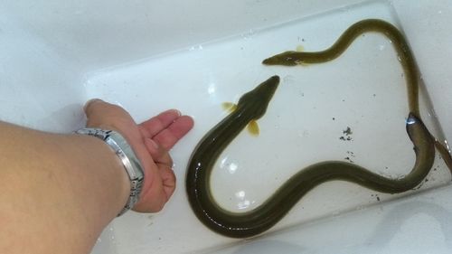 ウナギの釣果