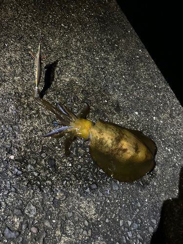 アオリイカの釣果