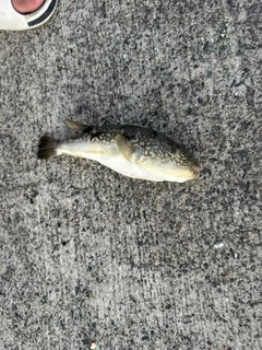 クサフグの釣果