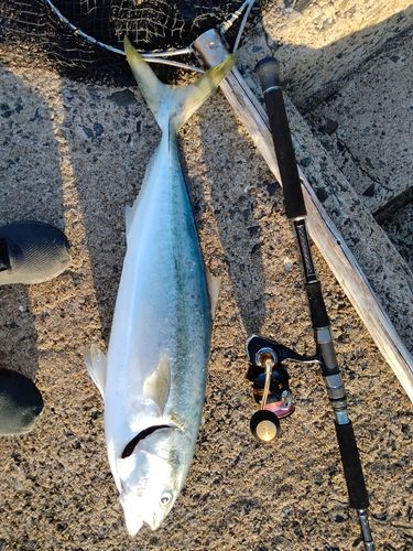 ブリの釣果