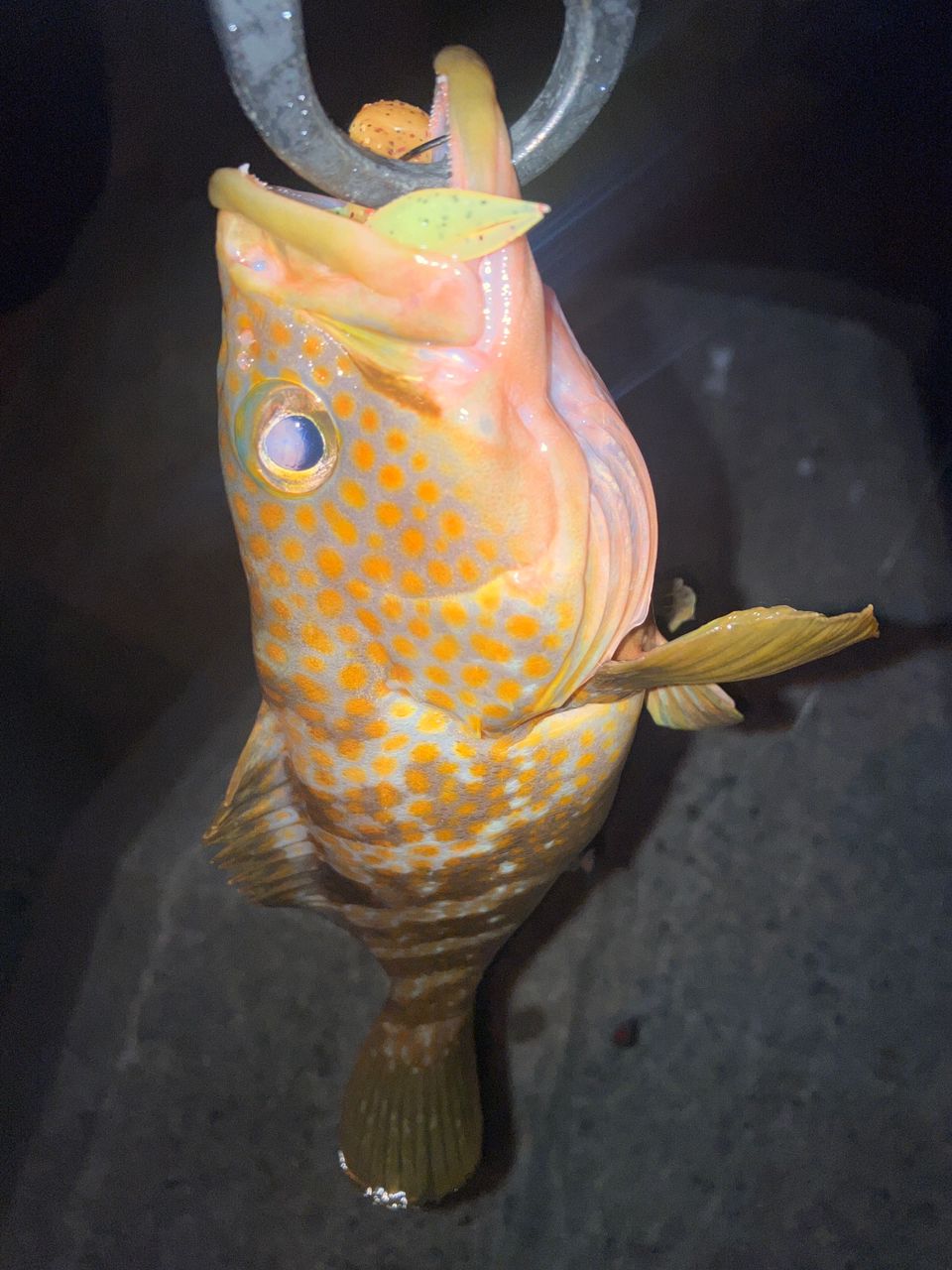 PALMS ラークシューター LSGC-71ML+の最安値・インプレ・釣果