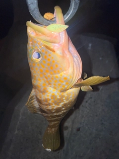 キジハタの釣果