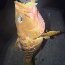 キジハタ