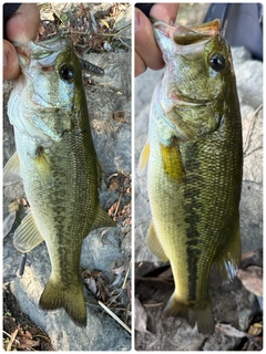 ブラックバスの釣果