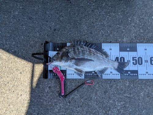クロダイの釣果