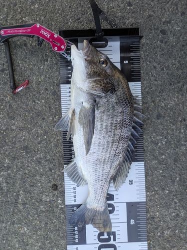 カケロウ さんの 2025年07月23日のシーバスの釣り・釣果情報