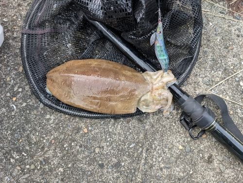 コウイカの釣果