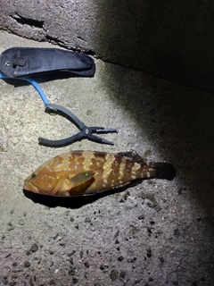 アコウの釣果