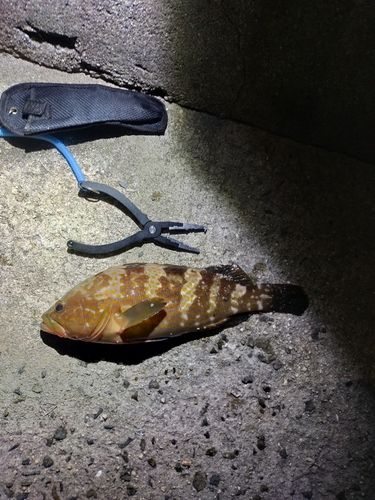 アコウの釣果