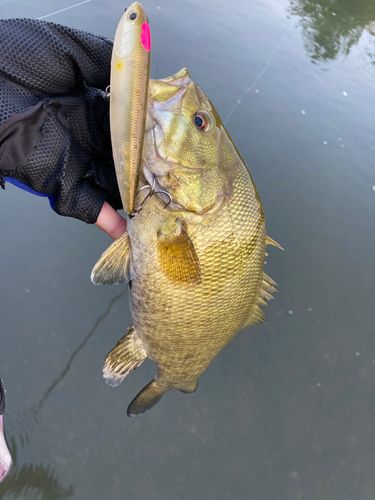 スモールマウスバスの釣果