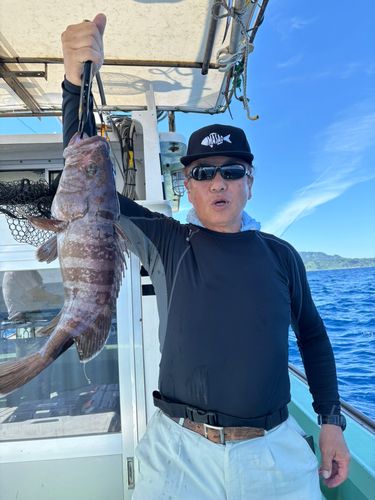 マハタの釣果