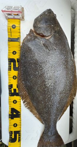 ヒラメの釣果
