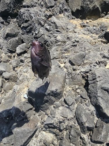 メジナの釣果