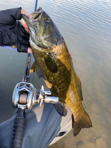 スモールマウスバスの釣果