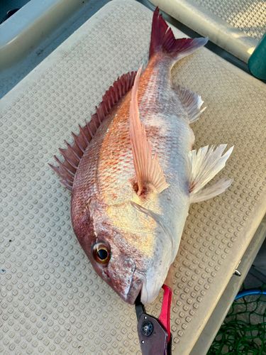 マダイの釣果