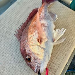 マダイ
