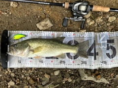 ブラックバスの釣果
