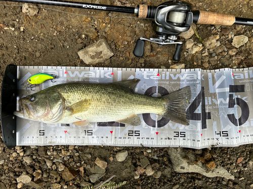 ブラックバスの釣果