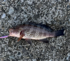 オオモンハタの釣果