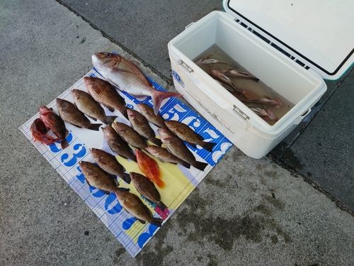 オオモンハタの釣果