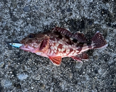 カサゴの釣果