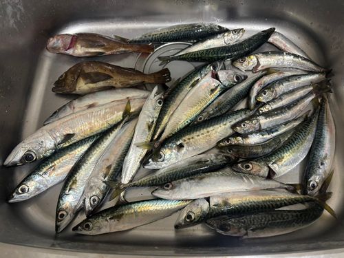 サバの釣果