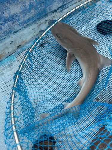 サメの釣果