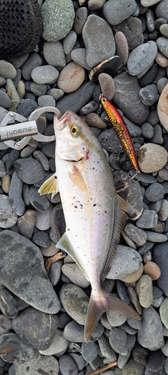 ショゴの釣果