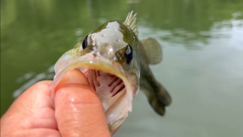 ラージマウスバスの釣果