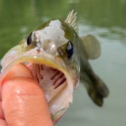 ラージマウスバス