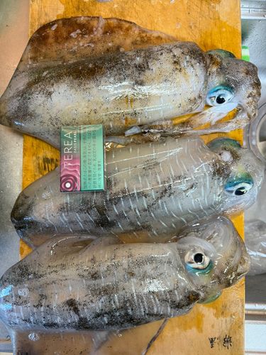 アオリイカの釣果