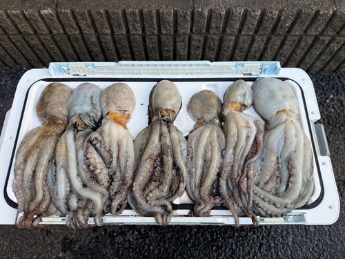 マダコの釣果