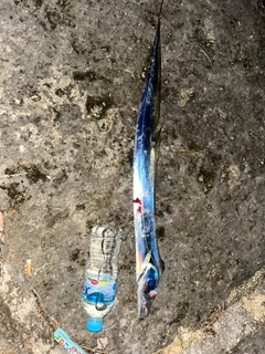 タチウオの釣果