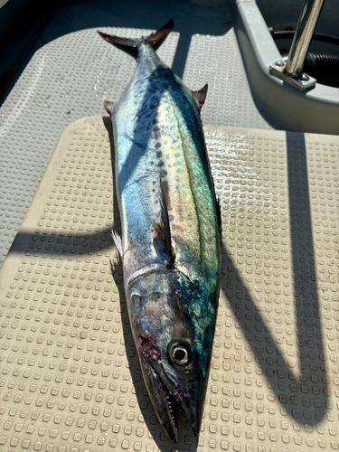 サワラの釣果