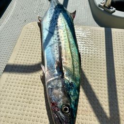 サワラ