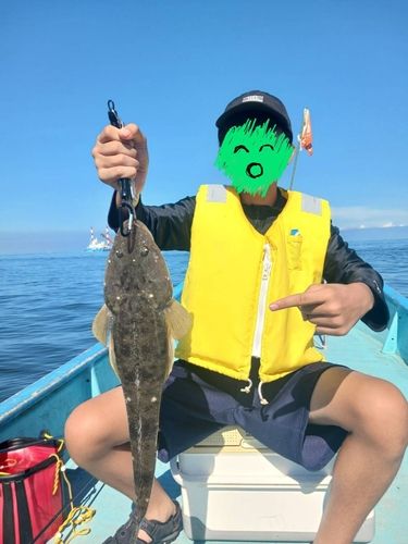マゴチの釣果