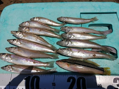 シロギスの釣果