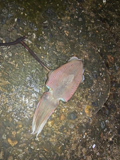 モンゴウイカの釣果
