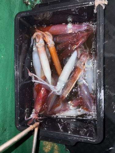 ケンサキイカの釣果