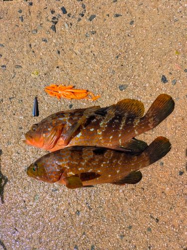 キジハタの釣果