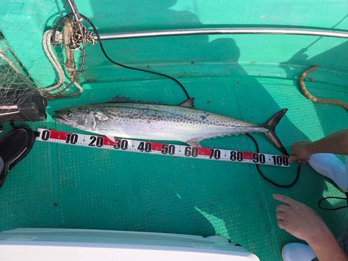 サワラの釣果