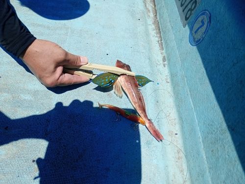 ホウボウの釣果