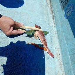 ホウボウ