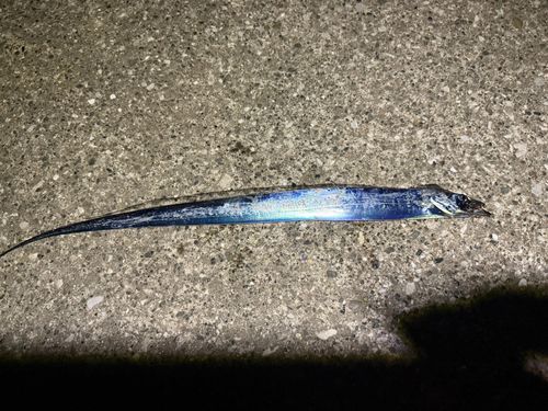タチウオの釣果