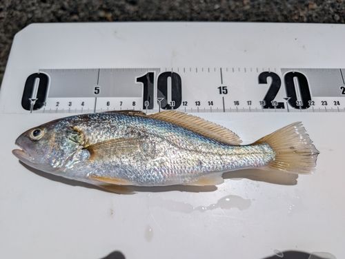 イシモチの釣果