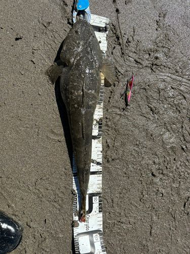 マゴチの釣果