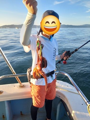 タコの釣果