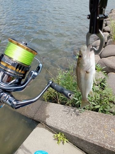 セイゴ（タイリクスズキ）の釣果