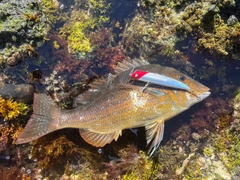 タマンの釣果